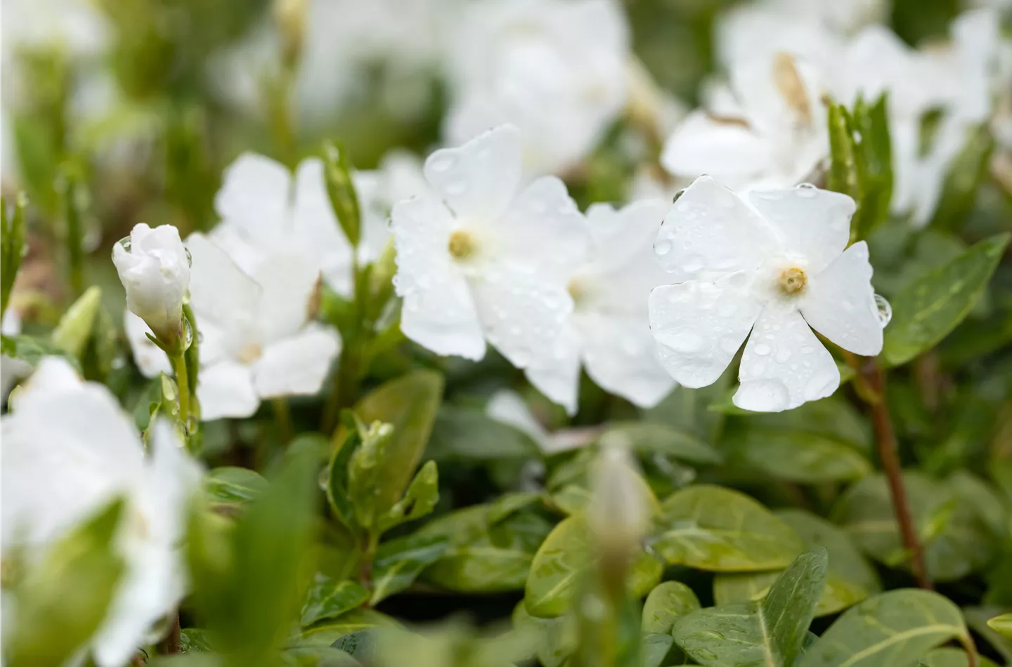 Die besten Stauden im Frühling